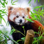 पूर्वी पहाडमा कसरी चम्कियो ‘रेडपाण्डा–पर्यटन’ ?