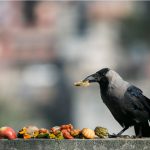 आज कागे अष्टमी पर्व मनाइँद
