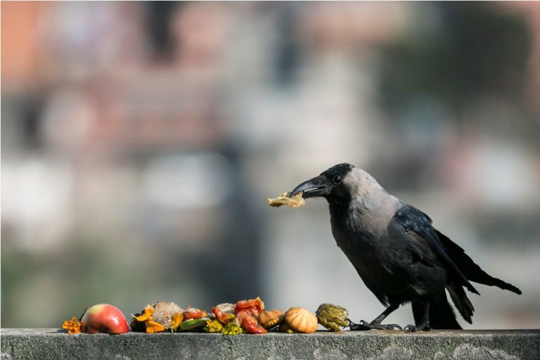 आज कागे अष्टमी पर्व मनाइँद