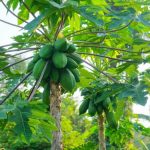 यी पाँच थरी मानिसले खानै पर्छ काँचो मेवा