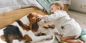 इतिहासमा: कुकुर कसरी मानिसको असल साथी बन्यो ?