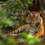 एघार सय अत्याधुनिक क्यामराबाट बाघ गणना गरिँदै