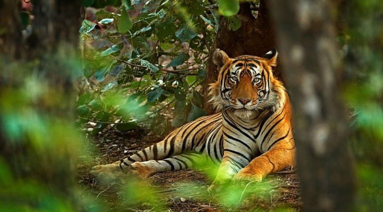 एघार सय अत्याधुनिक क्यामराबाट बाघ गणना गरिँदै