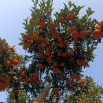 बागलुङका किसानका व्यथा : प्रतिकिलो १२० पर्ने सुन्तलालाई व्यापारीले गाउँबाट उठाउँछन् ४० रुपैयाँमा