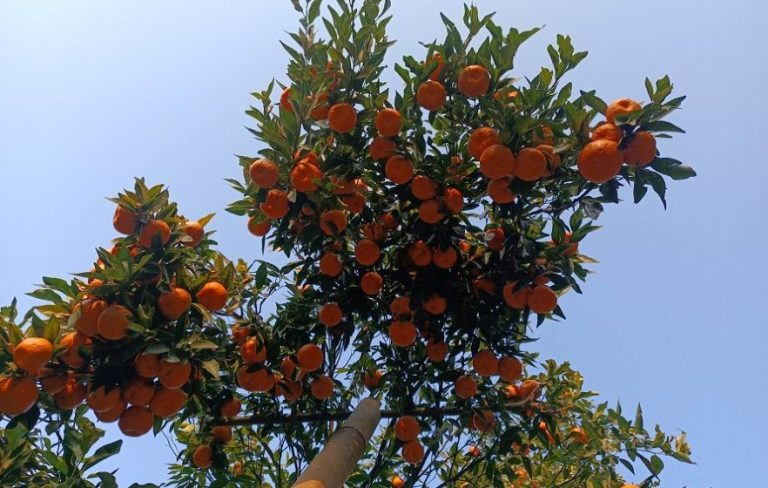 बागलुङका किसानका व्यथा : प्रतिकिलो १२० पर्ने सुन्तलालाई व्यापारीले गाउँबाट उठाउँछन् ४० रुपैयाँमा