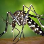 क्युबामा चिकनगुनिया र डेंगुको प्रकोप : २१ बालबालिकासहित ३३ को मृत्यु