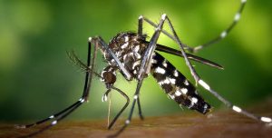 क्युबामा चिकनगुनिया र डेंगुको प्रकोप : २१ बालबालिकासहित ३३ को मृत्यु