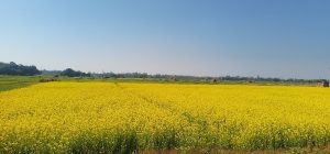 ताेरी वारी