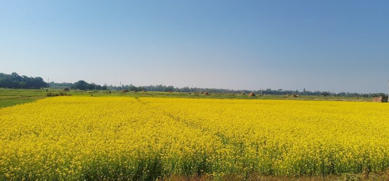 ताेरी वारी