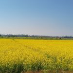 किसानले तोरी लगाउन छोडे, १४ प्रतिशत घट्यो उत्पादन