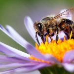 पर्यावरण, स्वास्थ्य तथा खाद्य सुरक्षाको अचुक साधन : मौरी परागसेचन