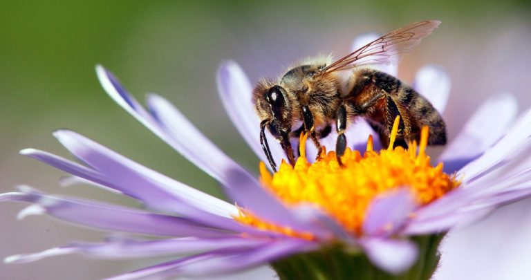 पर्यावरण, स्वास्थ्य तथा खाद्य सुरक्षाको अचुक साधन : मौरी परागसेचन