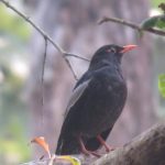 पहाडी वनको ‘मदना चाँचर’ शुक्लाफाँटामा