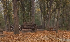 कञ्चनपुरमा डढेलोको जोखिम बढ्दो, पूर्व तयारी कमजोर