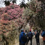 गुराँस हेर्न पर्यटक घोडेपानीमा