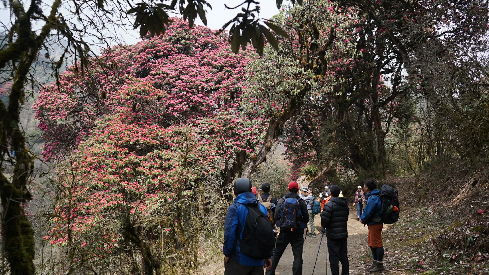 हप्तामा दुई दिन सार्वजनिक बिदाले पर्यटन क्षेत्रमा बढ्यो चहलपहल