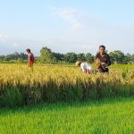 चैते धानको समर्थन मूल्य सिफारिस