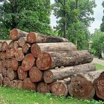 सुदूरपश्चिममा वन व्यवस्थापनको नीतिगत अन्योल : करोडौँको काठ जङ्गलमै कुहिँदै