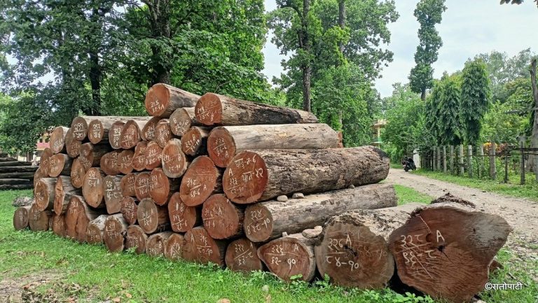 सुदूरपश्चिममा वन व्यवस्थापनको नीतिगत अन्योल : करोडौँको काठ जङ्गलमै कुहिँदै