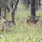 छ महिनामा दुई हजार छ सय पर्यटकले गरे शुक्लाफाँटा भ्रमण