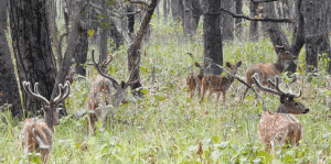 छ महिनामा दुई हजार छ सय पर्यटकले गरे शुक्लाफाँटा भ्रमण