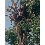 रूखमा अड्किएका व्यक्तिको उद्धार