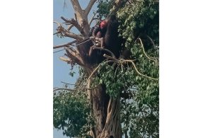 रूखमा अड्किएका व्यक्तिको उद्धार