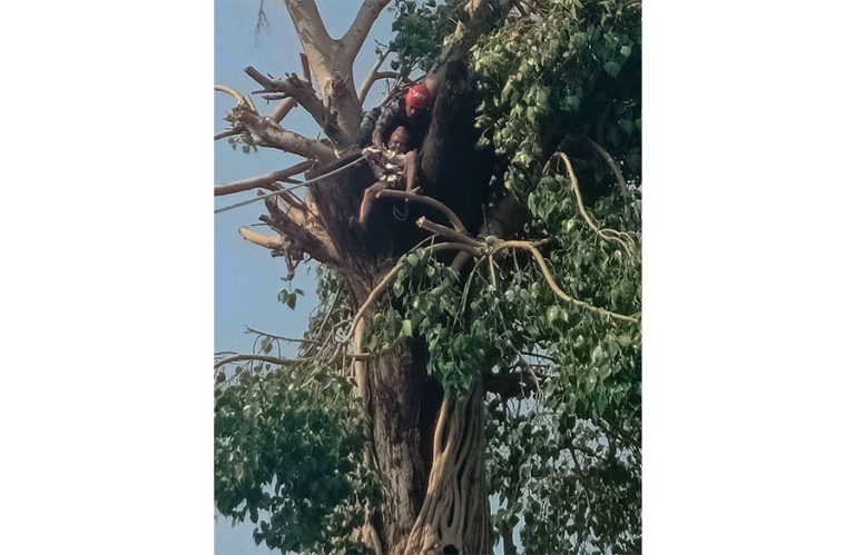 रूखमा अड्किएका व्यक्तिको उद्धार