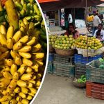 जैविक सुरक्षामा कडाइ : केरा, धनियाँ, एभोकाडो लगायतको आयातमा रोक