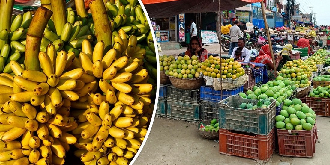 जैविक सुरक्षामा कडाइ : केरा, धनियाँ, एभोकाडो लगायतको आयातमा रोक