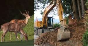 Gokarna’s silent victims: Why wildlife must come before politics