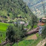 शताब्दीऔँ पुरानो ऐतिहासिक देवदारको रूख ढल्यो, स्थानीय शोकमा