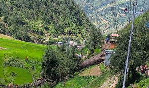 शताब्दीऔँ पुरानो ऐतिहासिक देवदारको रूख ढल्यो, स्थानीय शोकमा