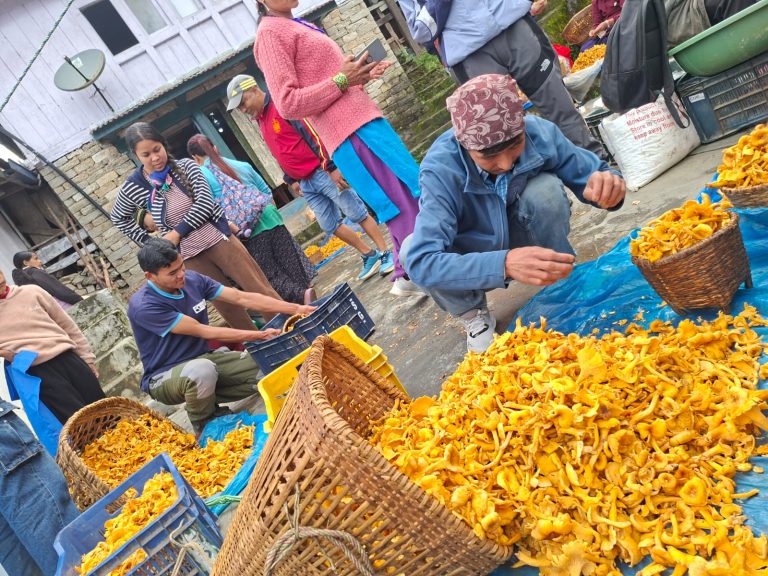 साप्ताहिक हाटमा फस्टाउँदै जङ्गली च्याउको कारोबार