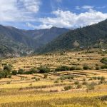 चाडपर्वको रमझमबीच मार्सीधान काट्नमा व्यस्त किसान