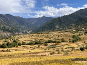 चाडपर्वको रमझमबीच मार्सीधान काट्नमा व्यस्त किसान