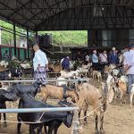 चाडपर्व नजिकिएसँगै धरानमा खसीबोकाको कारोबार बढ्यो