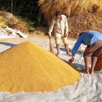 गाउँमा धान थन्क्याउन किसानलाई युवा जनशक्ति पाउनै मुस्किल