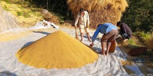गाउँमा धान थन्क्याउन किसानलाई युवा जनशक्ति पाउनै मुस्किल