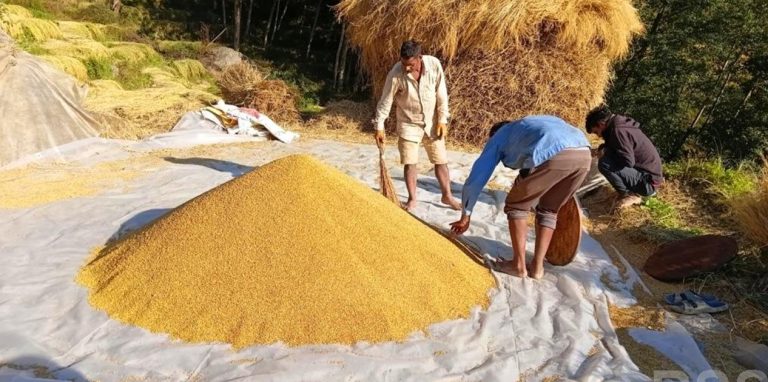 गाउँमा धान थन्क्याउन किसानलाई युवा जनशक्ति पाउनै मुस्किल
