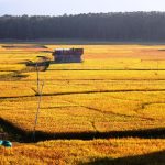 नौलो धानले सिँगारियो वीरेन्द्रनगर उपत्यका