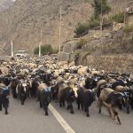 हिउँ छिचोल्दै एक हजार भेडाच्याङ्ग्रा मुस्ताङ आइपुगे