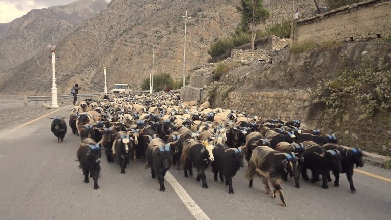 हिउँ छिचोल्दै एक हजार भेडाच्याङ्ग्रा मुस्ताङ आइपुगे