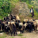 दशैँमा मुस्ताङ हुँदै ३५ करोड बराबरका भेडा–च्याङ्ग्रा निकासी