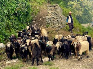 दशैँमा मुस्ताङ हुँदै ३५ करोड बराबरका भेडा–च्याङ्ग्रा निकासी