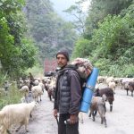 भेडाच्याङ्ग्रा बिक्री गर्न महिनौ पैदल हिँडेका किसानलाई बजारको चन्ता