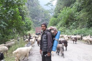 भेडाच्याङ्ग्रा बिक्री गर्न महिनौ पैदल हिँडेका किसानलाई बजारको चन्ता